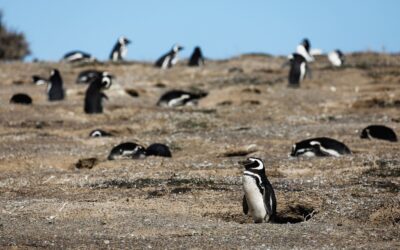 COMIENZA EL JUICIO POR LA MATANZA DE PINGÜINOS EN CHUBUT