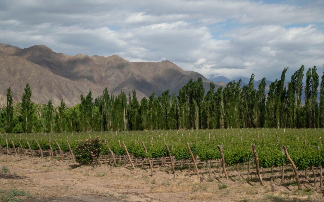 CARMEN FERNÁNDEZ Y FEDERICO ISGRO – BODEGA DEL CARMEN – REPORTELLI