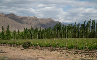 CARMEN FERNÁNDEZ Y FEDERICO ISGRO – BODEGA DEL CARMEN – REPORTELLI